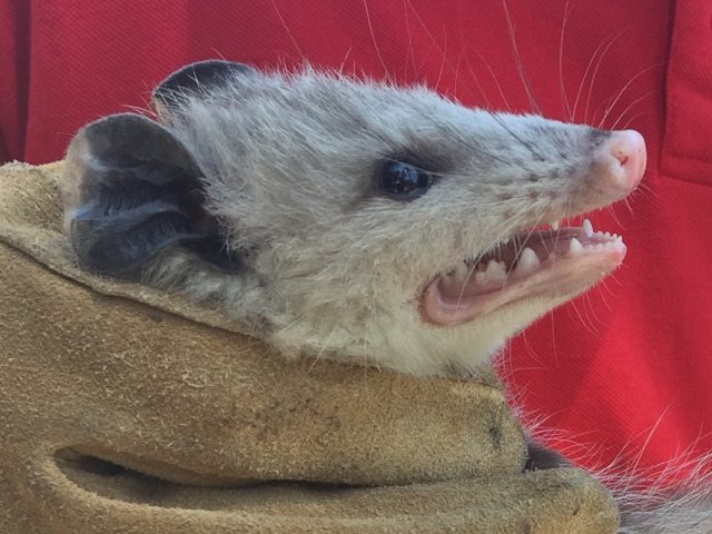 Opossum Removal Montgomery, Prattville, Millbrook, Wetumpka, & Pike Road, AL