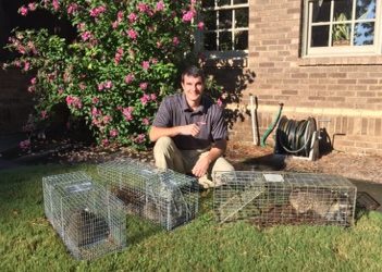Raccoon Removal Montgomery, AL