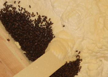 Honey Bee Removal Montgomery, AL