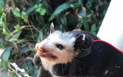 Opossum Removal Montgomery, AL